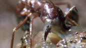 Soldier driver ant attempts to free itself from mucus-exuding slug&sbquo;  East Africa