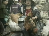 Poultry for sale during avian flu crisis&sbquo;  Vietnam; 22 Feb 05