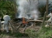 Workers wearing protective suits destroy diseased birds during avian flu crisis&sbquo;  Vietnam&sbquo; 25 Feb 05