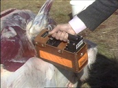 Scientist tests reindeer carcass with Geiger counter&sbquo;  Sweden; Aug 86