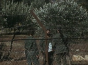 Phalangist guards seen through barbed wire fence at border&sbquo;  Lebanon; November 1976