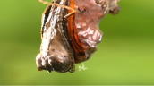 Flame butterfly begins to emerge from its chrysalis&sbquo;  South America