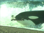 Killer whale attacks seal on shore, takes seal into sea and thrashes it around