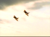 Harriers fly through hazy sky over green countryside and past camera.
