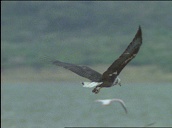 Immature fish eagle swoops to chase flamingo&sbquo;  flamingo drops and eagle flies over&sbquo; Kenya