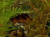 Indian Army soldier in camouflaged combats holds gun towards camera behind ferns&sbquo;  Kashmir; 2001