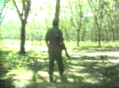 US marine sergeant walks through forest&sbquo;  Vietnam; 1960\%27s