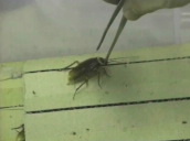 Track forward to man hunched over clear plastic container&sbquo;  man picking up cockroach with tweezers&sbquo; USA; Jan 97